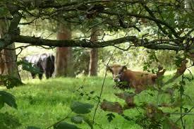 Naturpark Hohe Mark-Westmünsterland