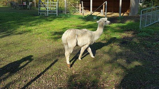 Land-Cafe Alpakas am Schloss