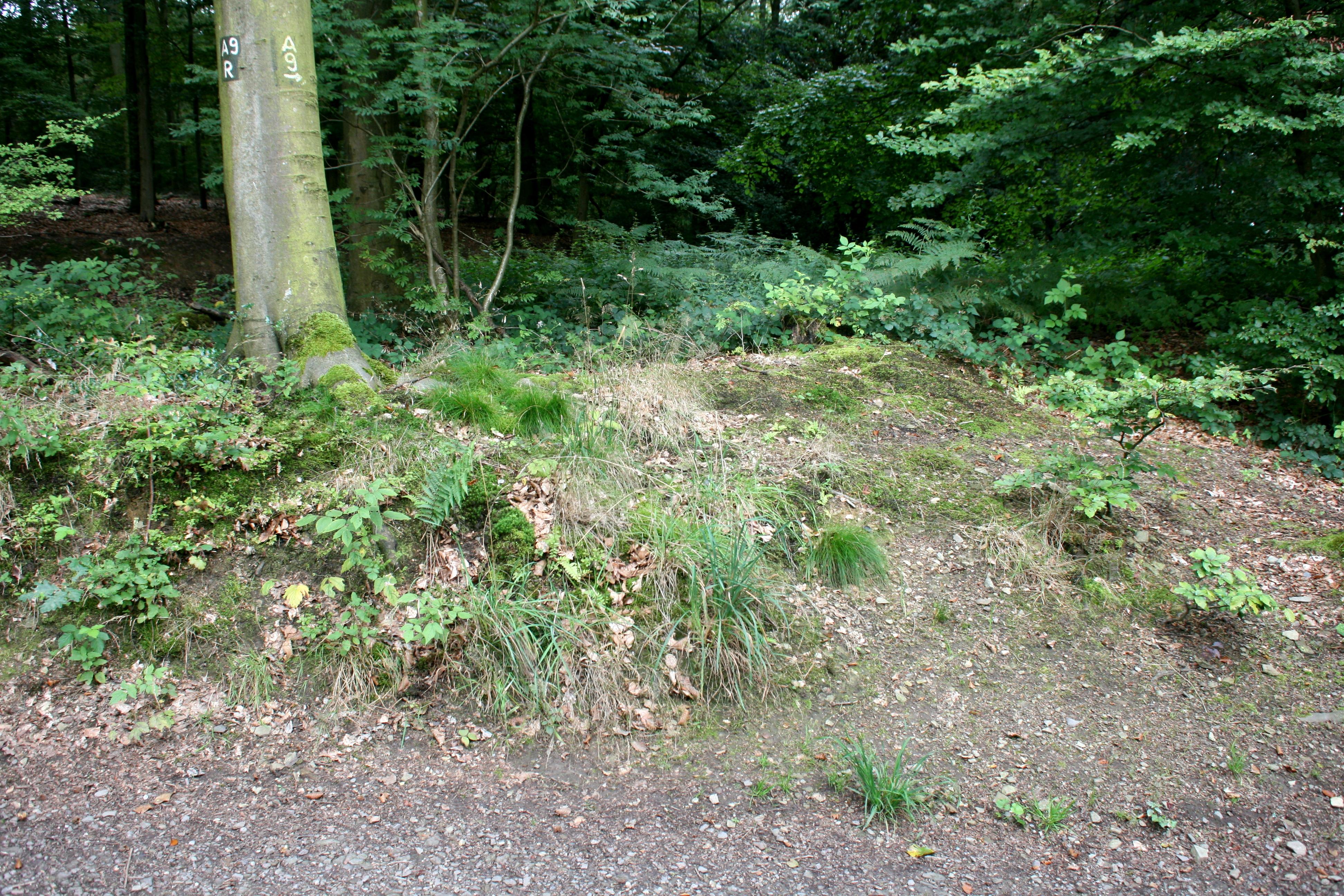 Wallburg bei Müngsten