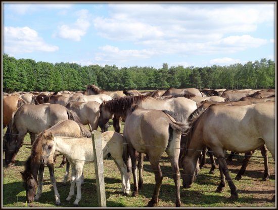 Wildpferdebahn im Merfelder Bruch