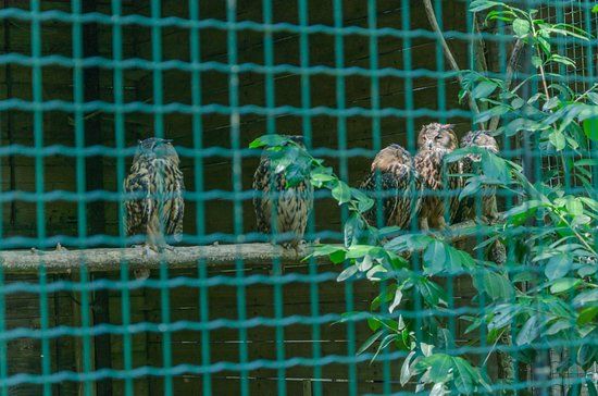 Eulen-Gehege Grugapark