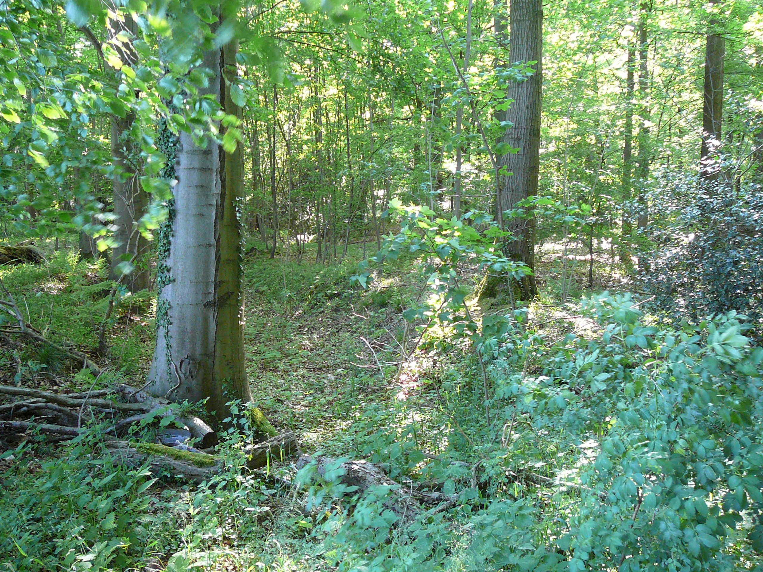 Motte Schwanenmühle