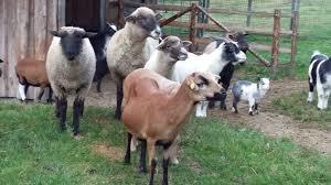 Wildpark Mohnesee-Vollinghausen