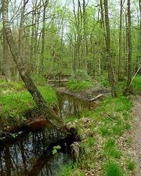 Oberlauf der Inde im Münsterwald