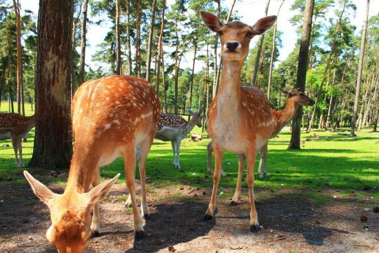 Naturwildpark Granat