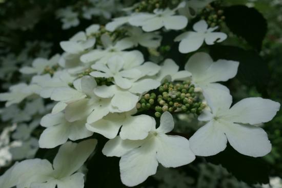 Aboretum Grenzenlust